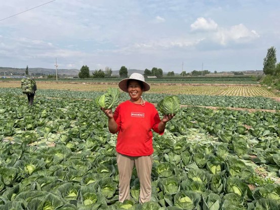 《唐山劳动日报》报道伟德官网蔬菜遗传育种与生物技术团队研究成果